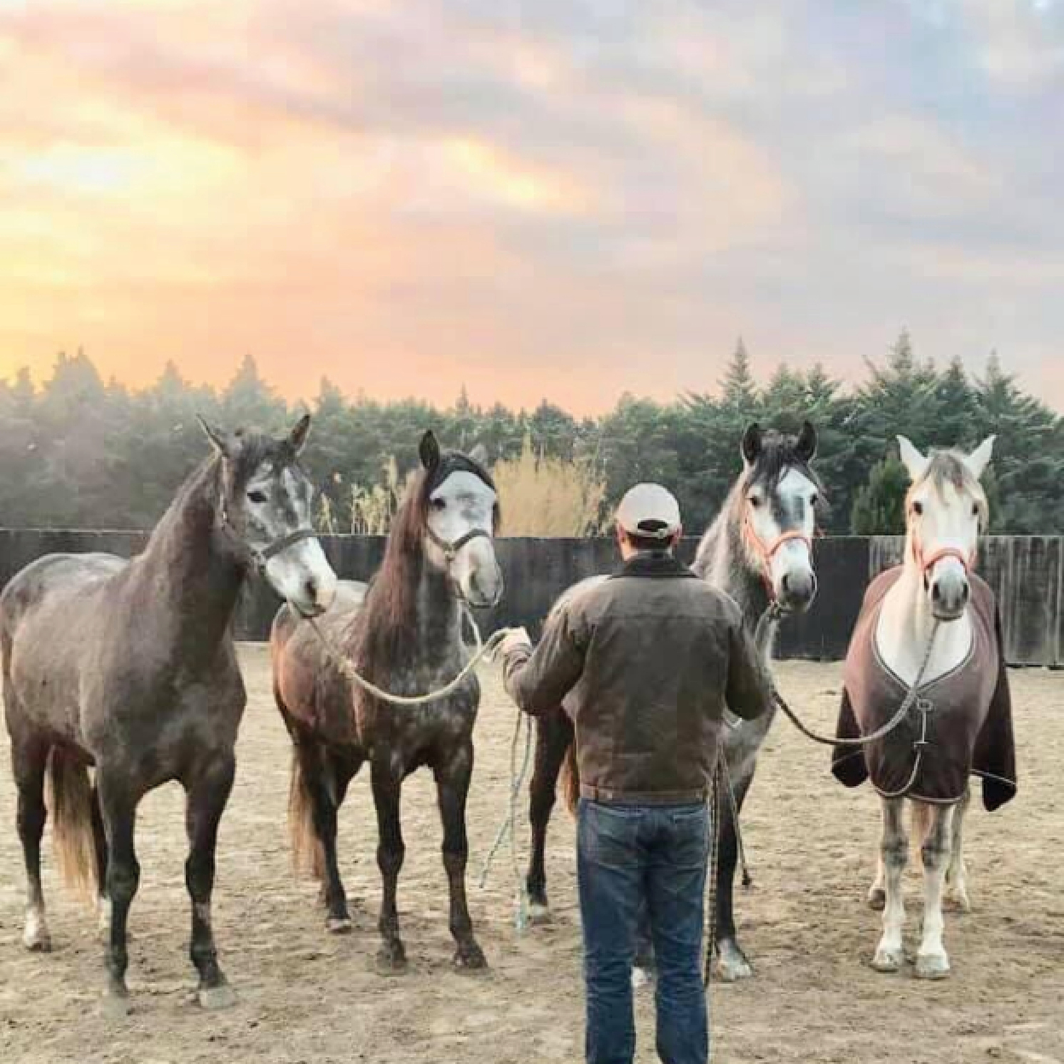 Elevage - Les Chevaux du Sud à Noves